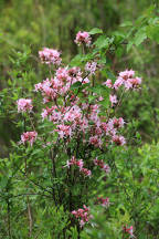 Rhododendron periclymenoides