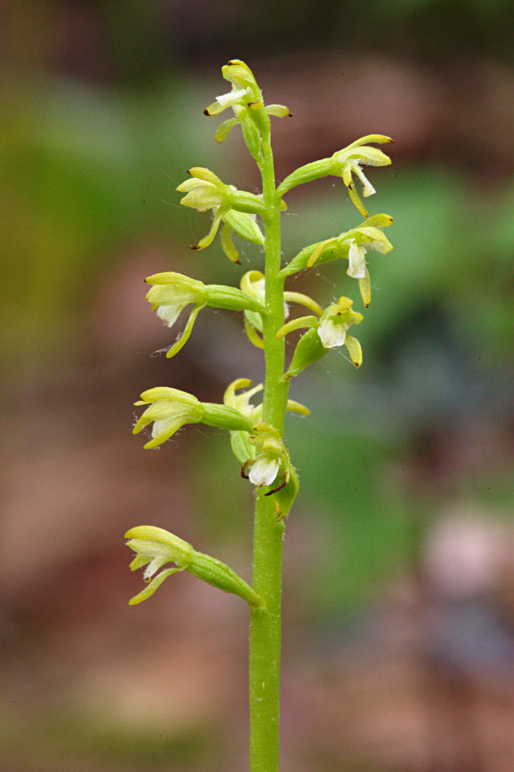 Early Coralroot