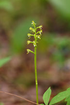 Corallorhiza trifida