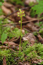 Corallorhiza trifida