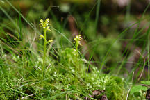 Early Coralroot