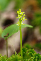 Corallorhiza trifida