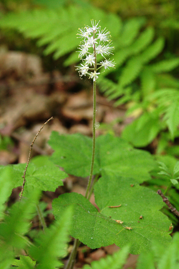 Foamflower