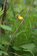 Cypripedium parviflorum var. makasin