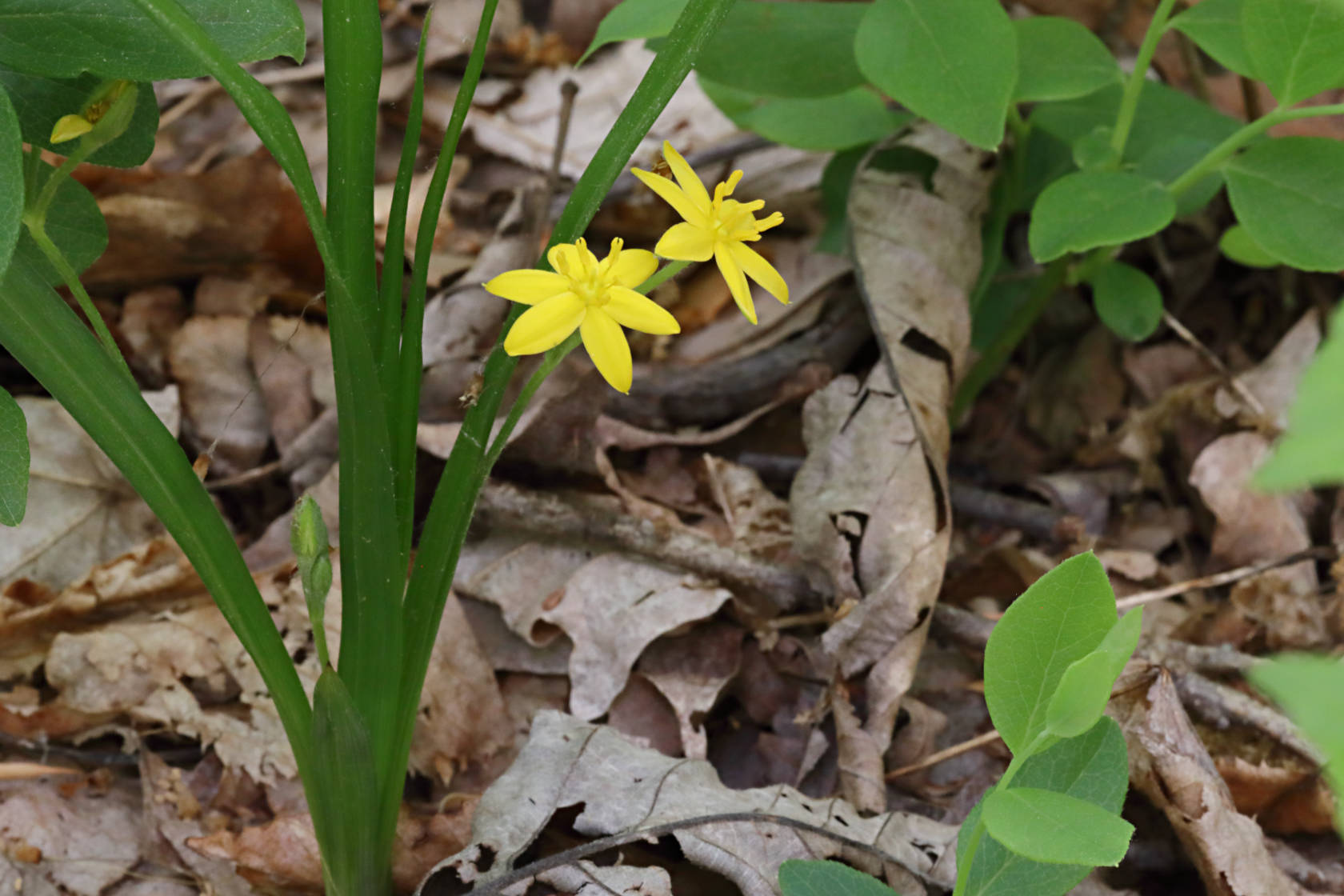 Yellow Stargrass