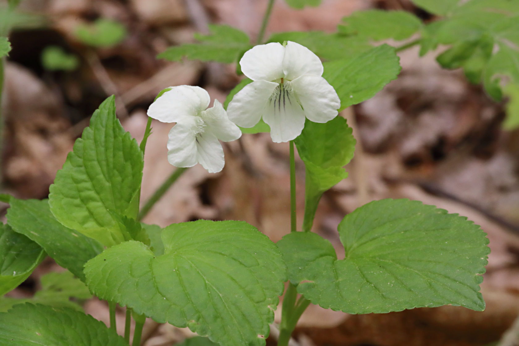 Striped White Violet