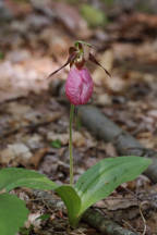 Pink Lady's Slipper