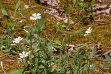 Cerastium biebersteinii