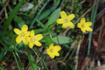 Hammond's Yellow Spring Beauty