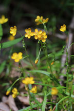 Hammond's Yellow Spring Beauty