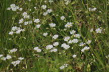 Cerastium biebersteinii