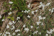 Lyre-Leaved Rock Cress