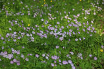 Geranium maculatum