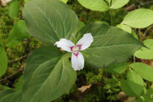 Trillium undulatum