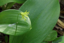 Clintonia borealis