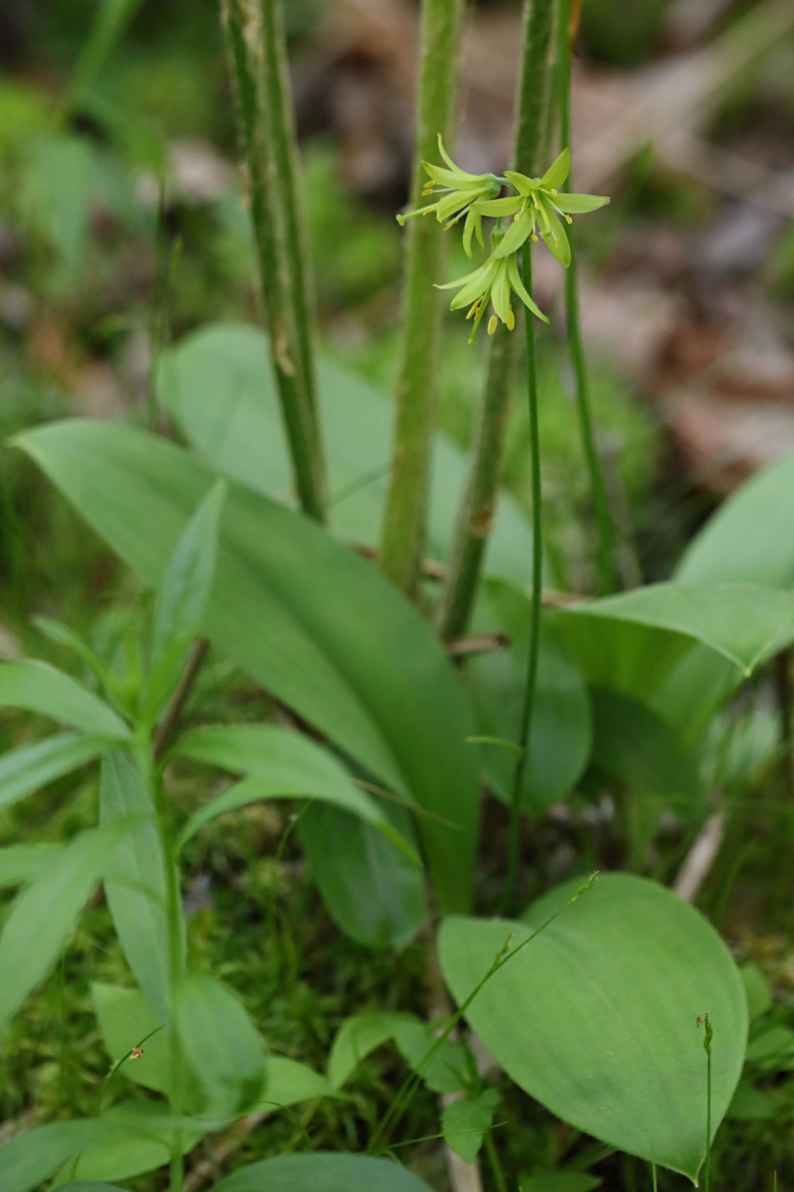 Corn Lily