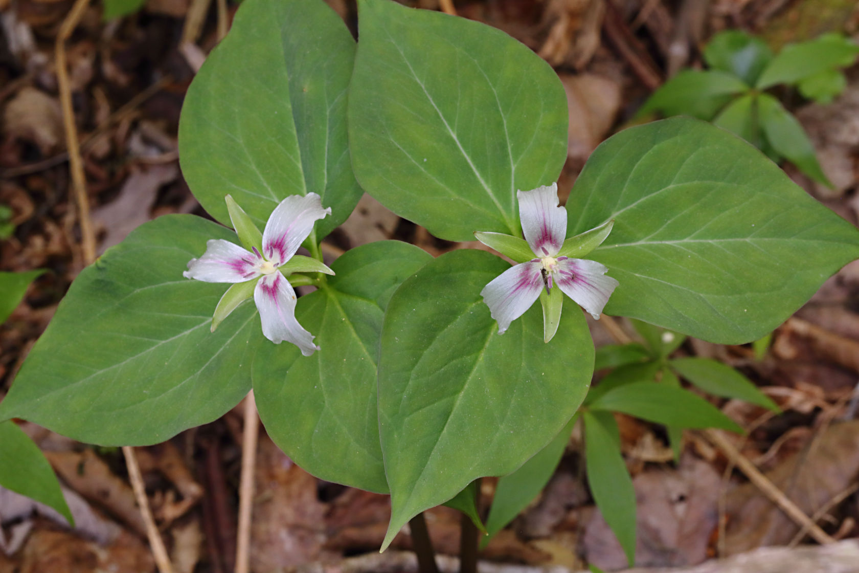 Painted Trillium