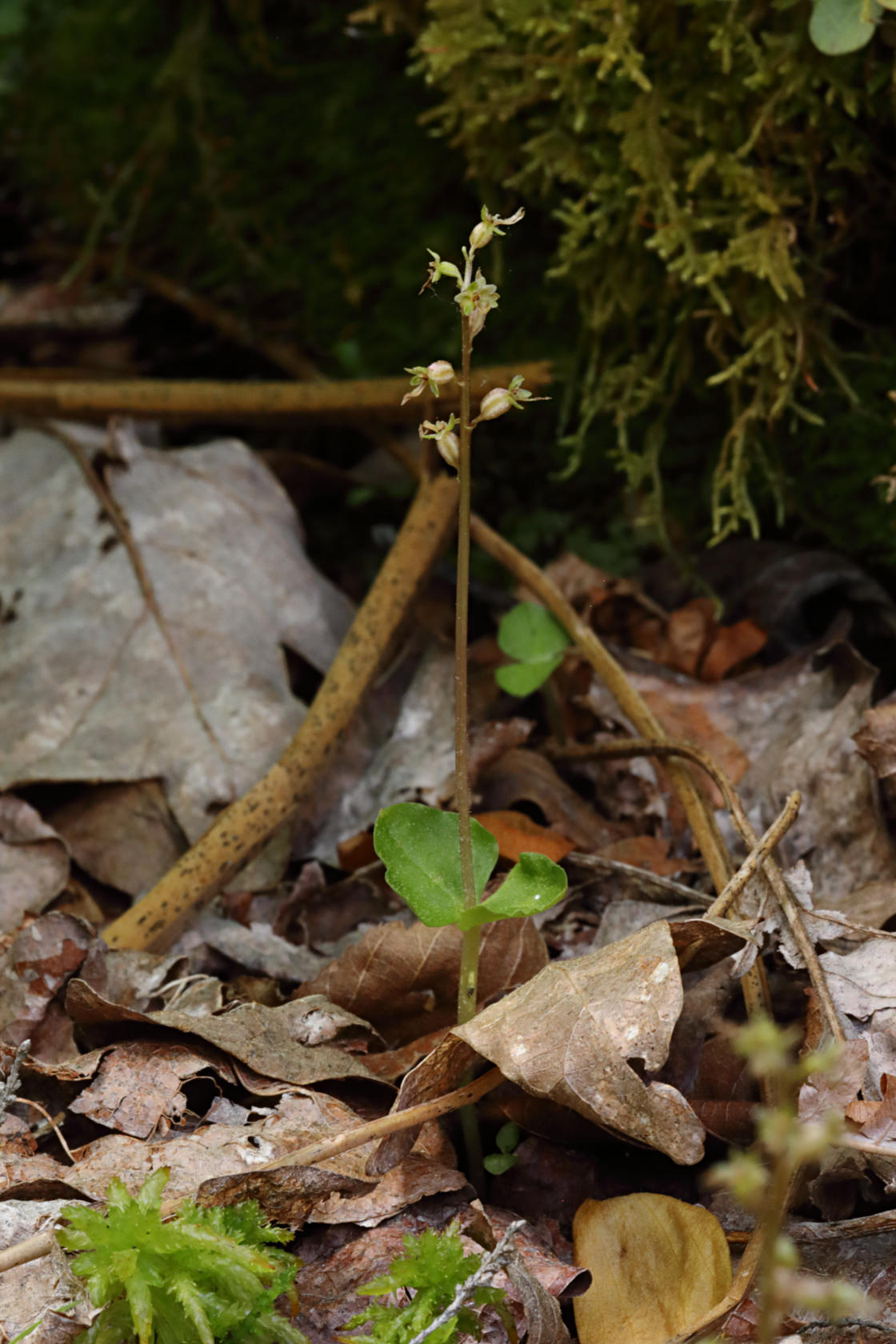 Heart-Leaved Twayblade