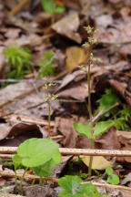 Listera cordata var. cordata