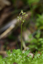 Listera cordata var. cordata