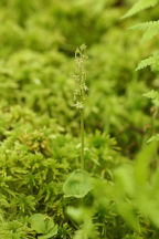 Listera cordata var. cordata