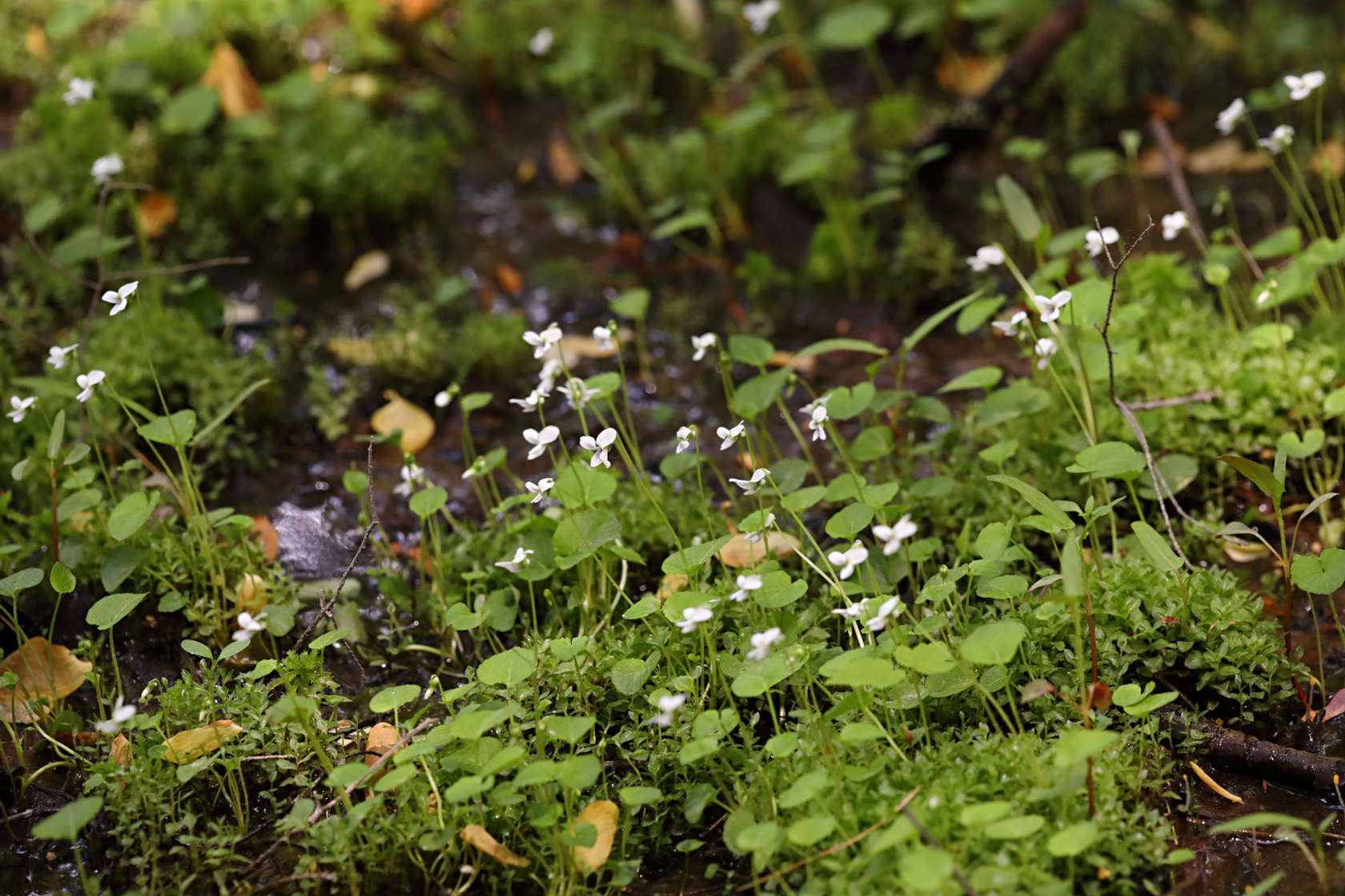 Wild White Violet