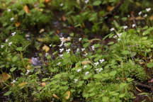 Viola macloskeyi