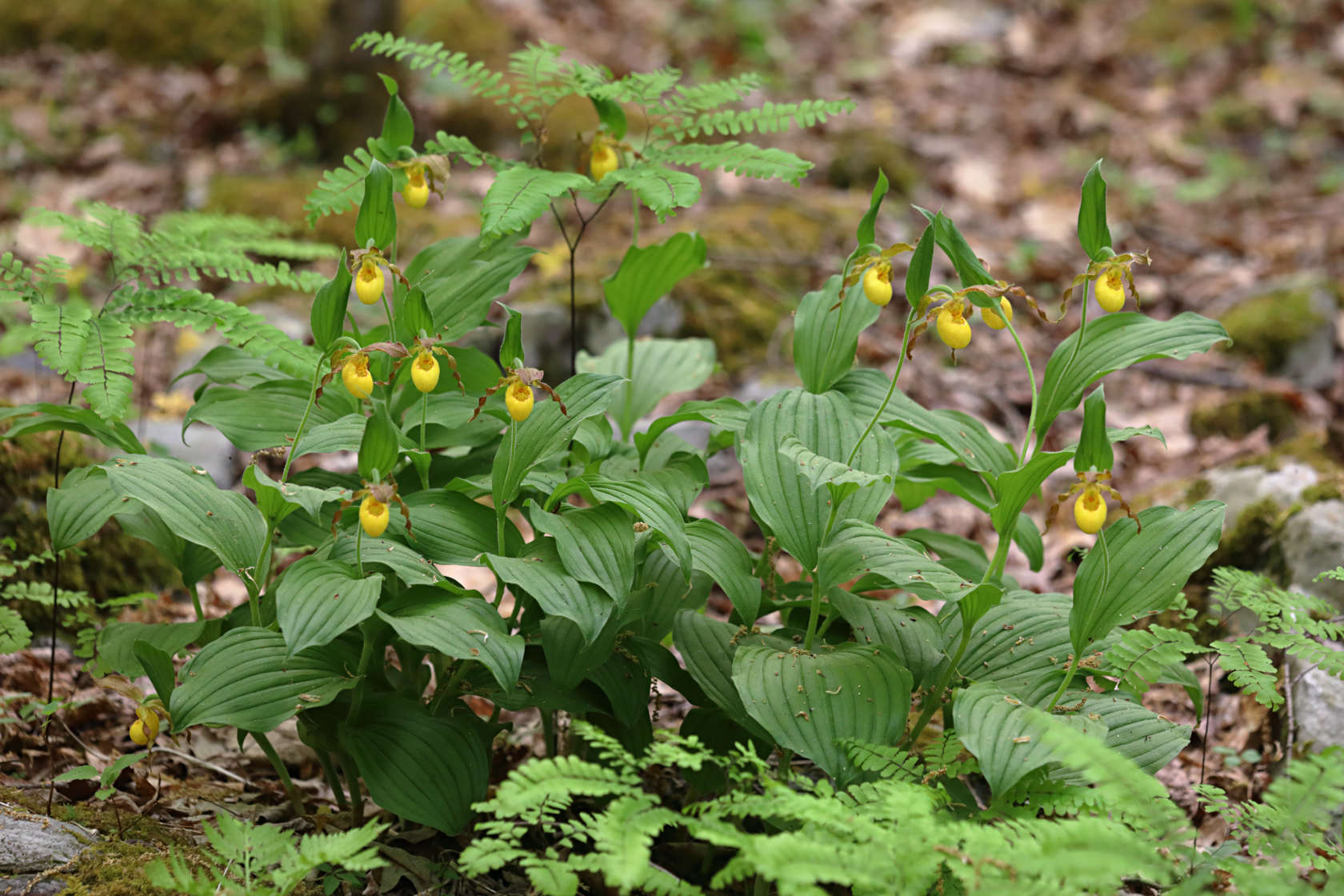 Southern Small Yellow Lady's Slipper