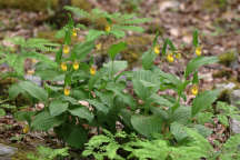 Cypripedium parviflorum var. parviflorum