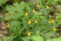 Cypripedium parviflorum var. parviflorum