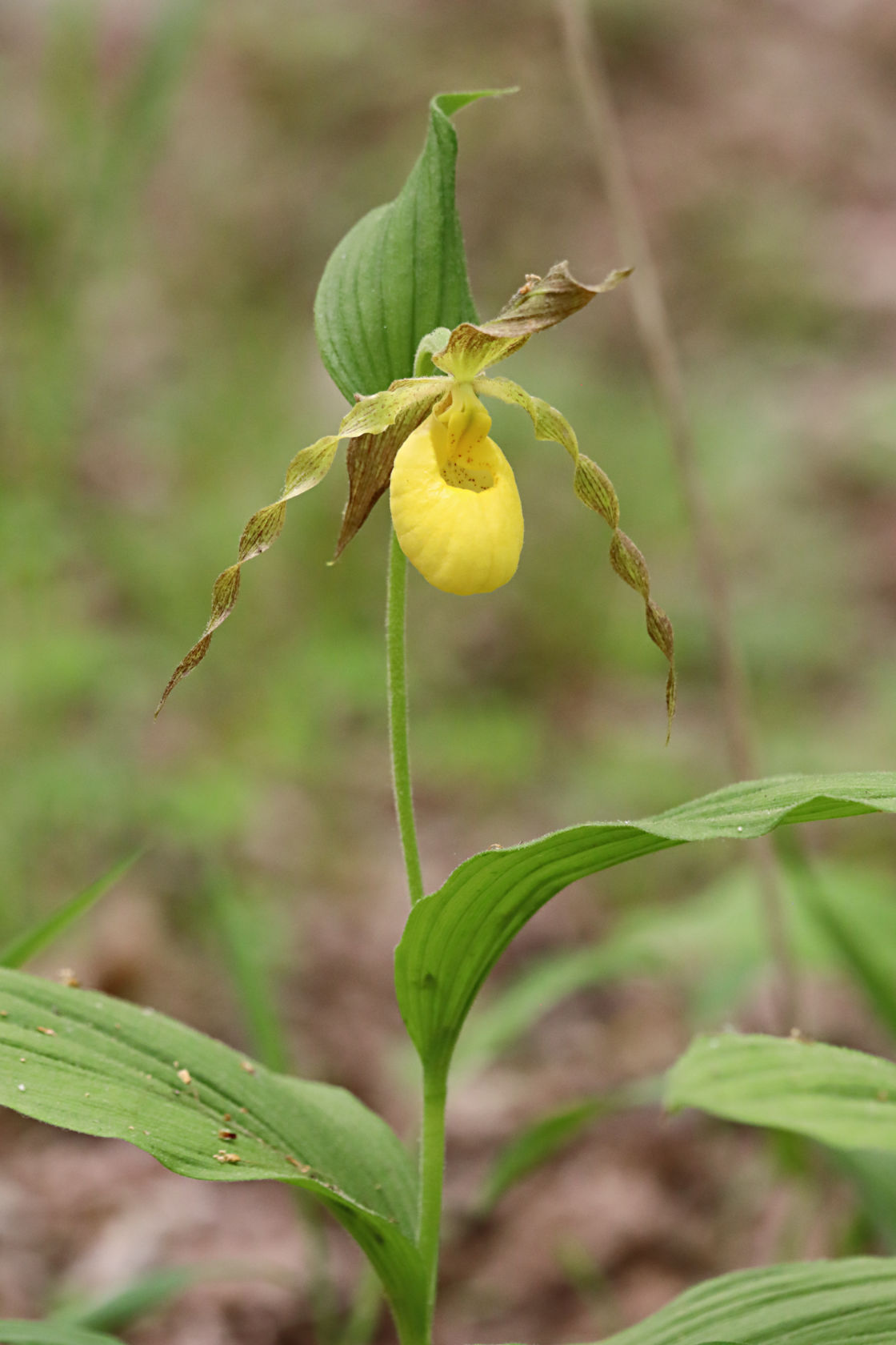 Large Yellow Lady's Slipper