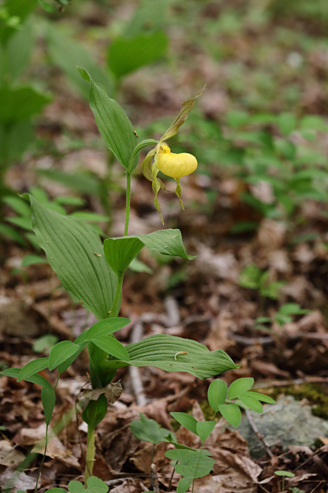 Large Yellow Lady's Slipper