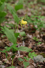 Cypripedium parviflorum var. pubescens