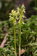 Corallorhiza trifida