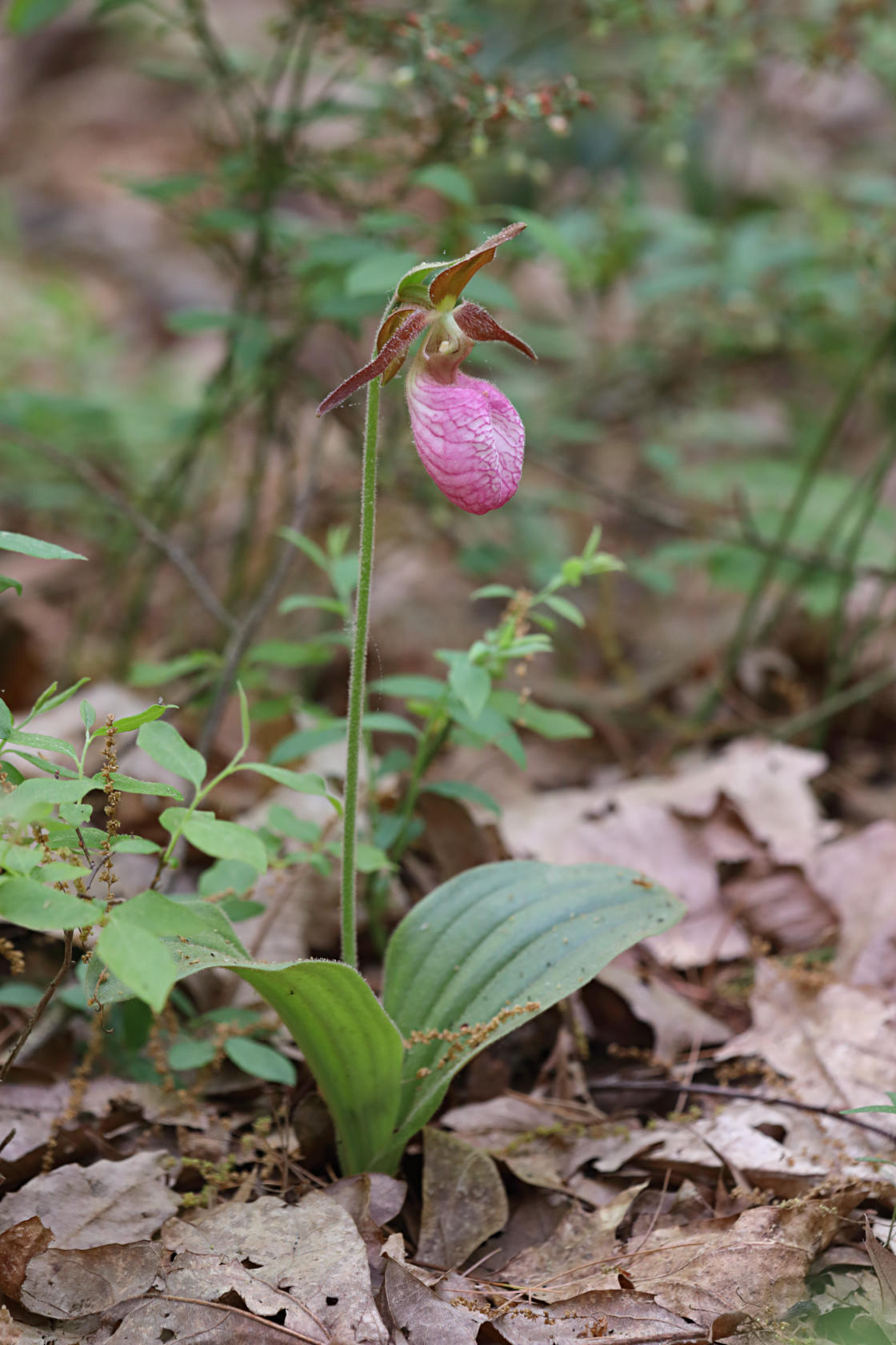 Pink Lady's Slipper