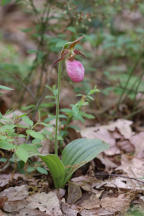 Cypripedium acaule