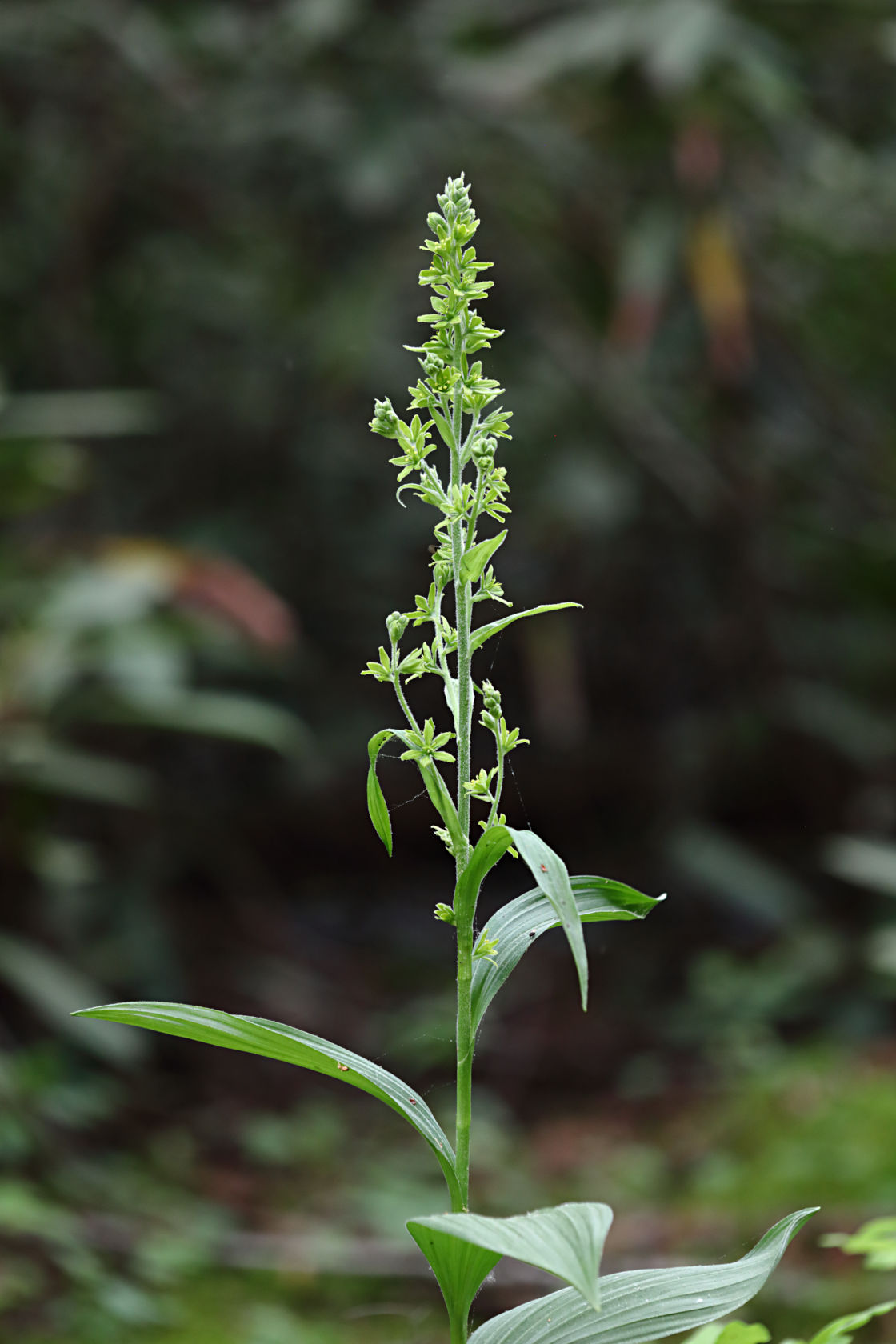 False Hellebore