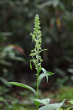 Veratrum viride