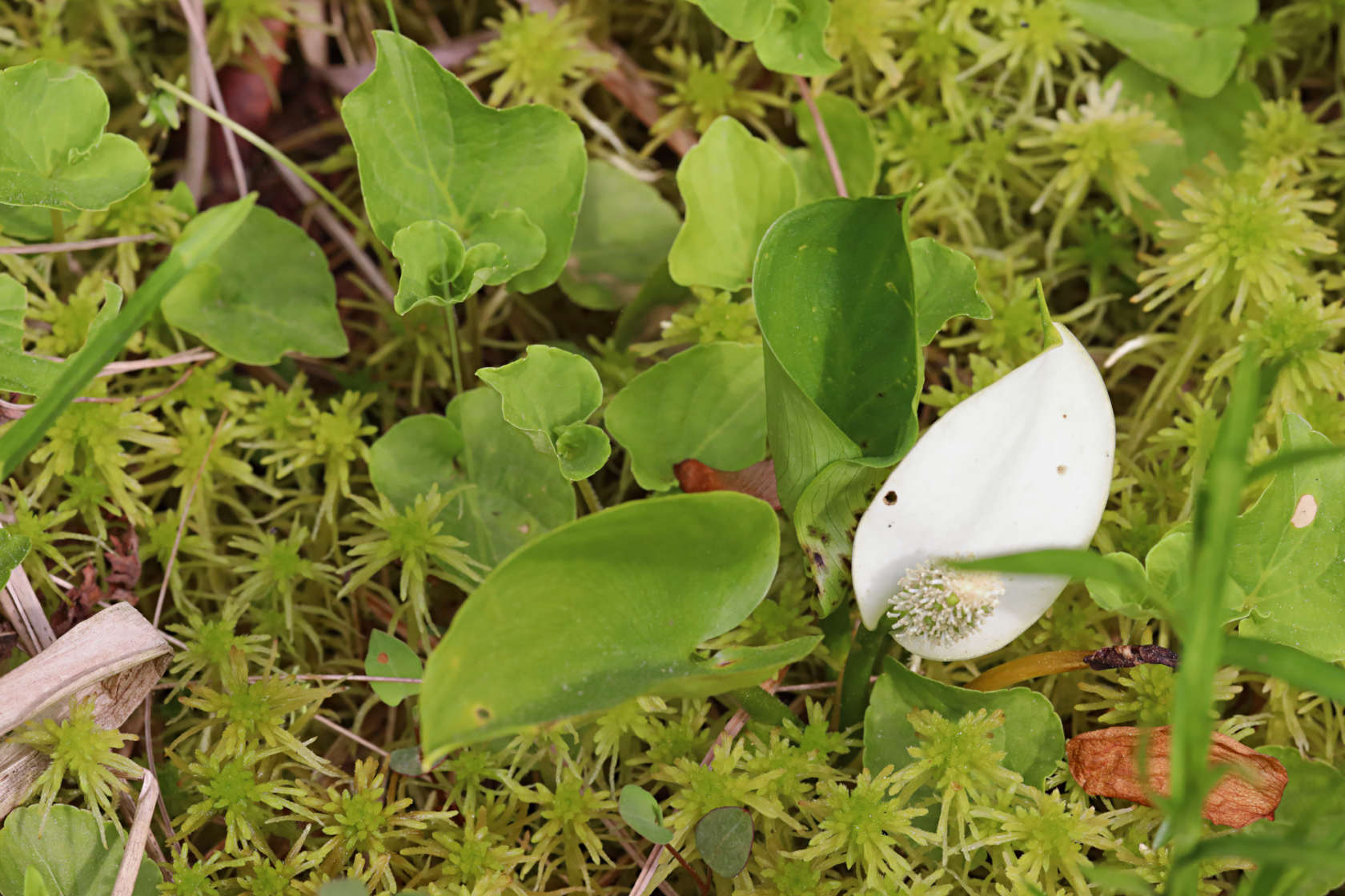 Wild Calla