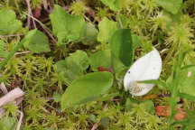 Calla palustris