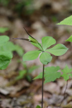 Isotria verticillata