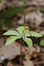 Isotria verticillata