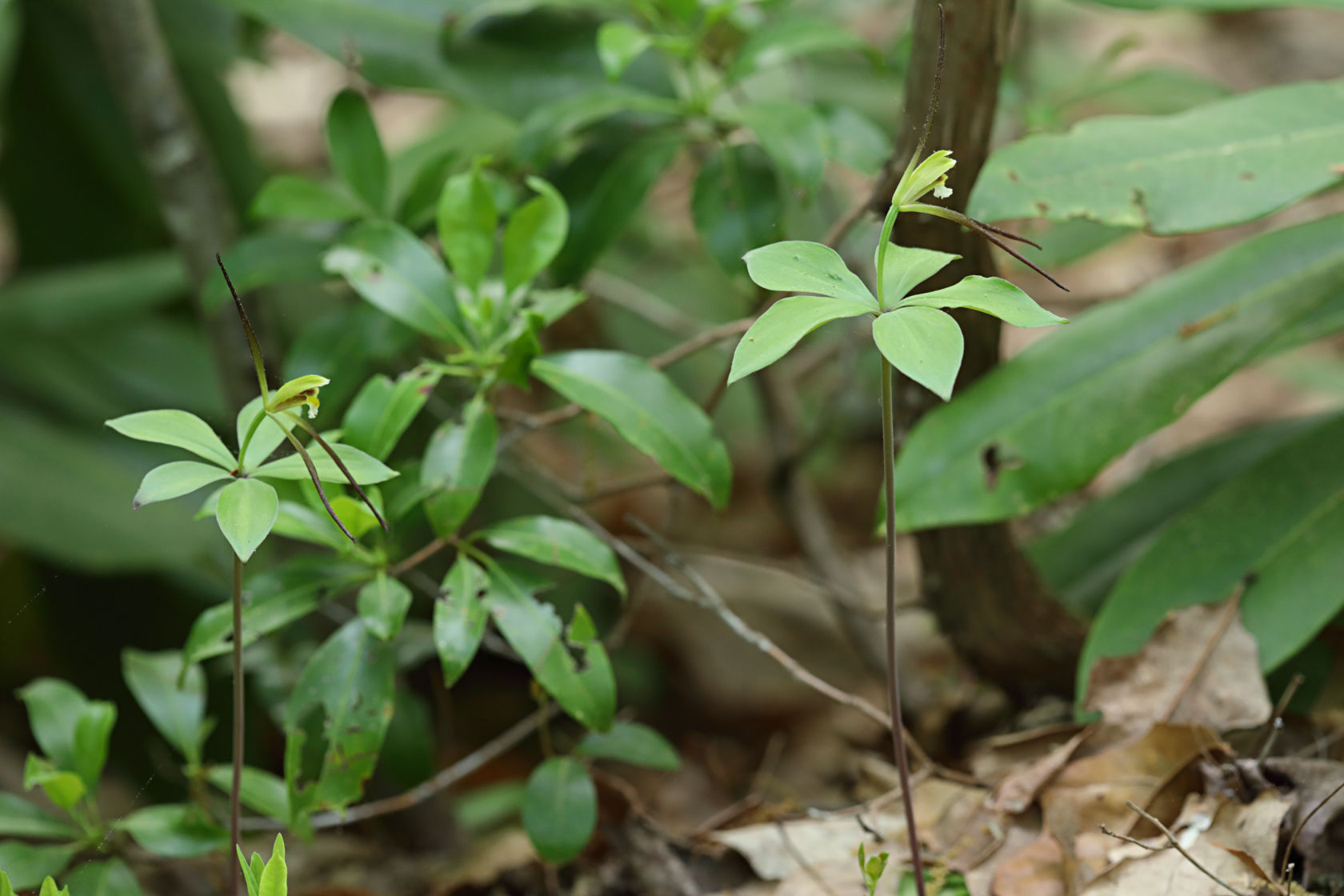 Large Worled Pogonia