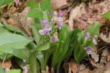 Galearis spectabilis