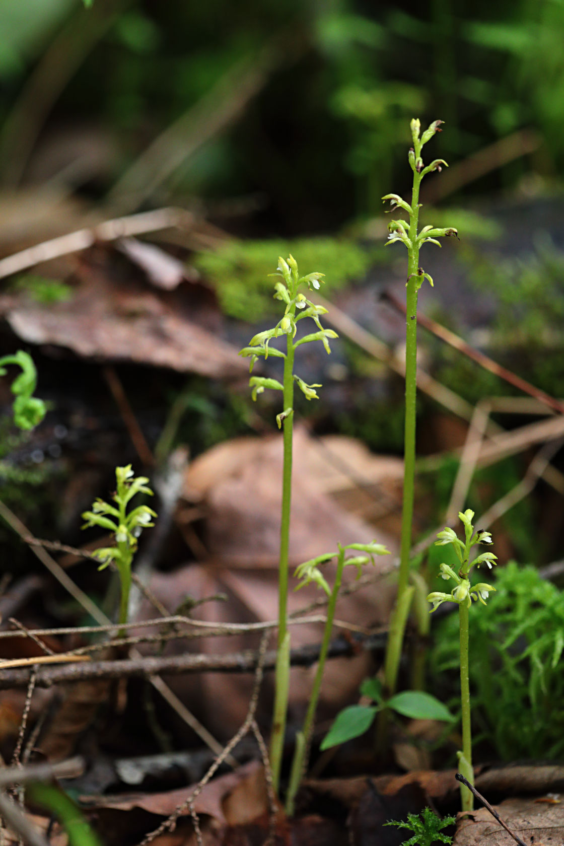 Early Coralroot