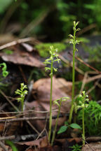 Corallorhiza trifida