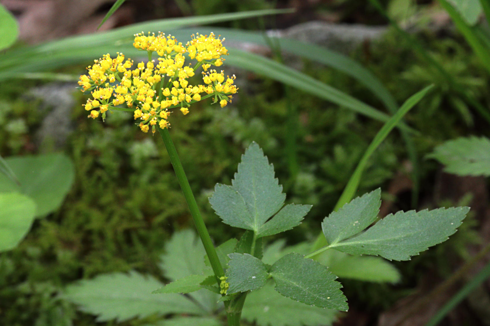 Golden Alexanders