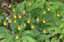 Cypripedium parviflorum var. parviflorum