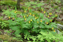 Cypripedium parviflorum var. parviflorum