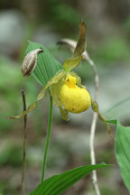 Cypripedium parviflorum var. pubescens